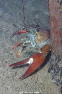 crayfish around the corner by Christian Lenhardt 